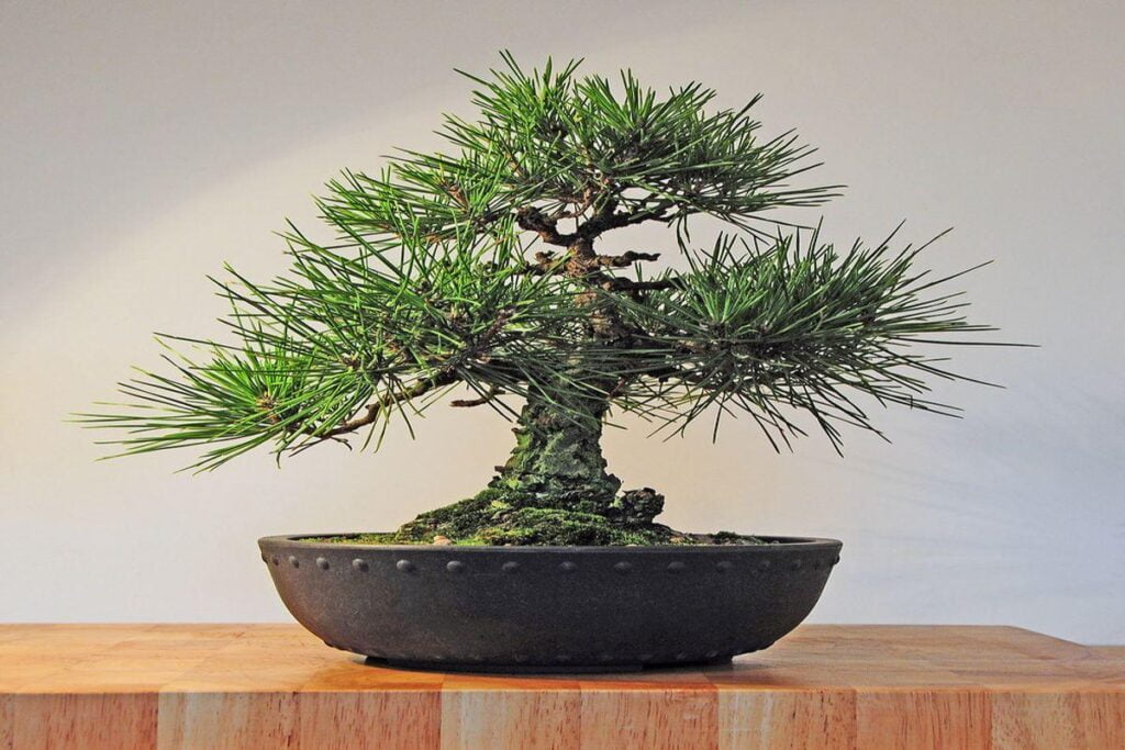 Pinus-Thunbergii