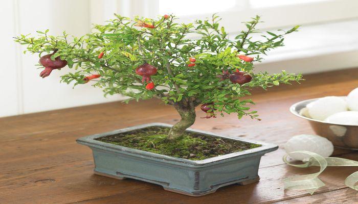 25 Smallest Bonsai Trees You Can Grow Indoors and Outdoors