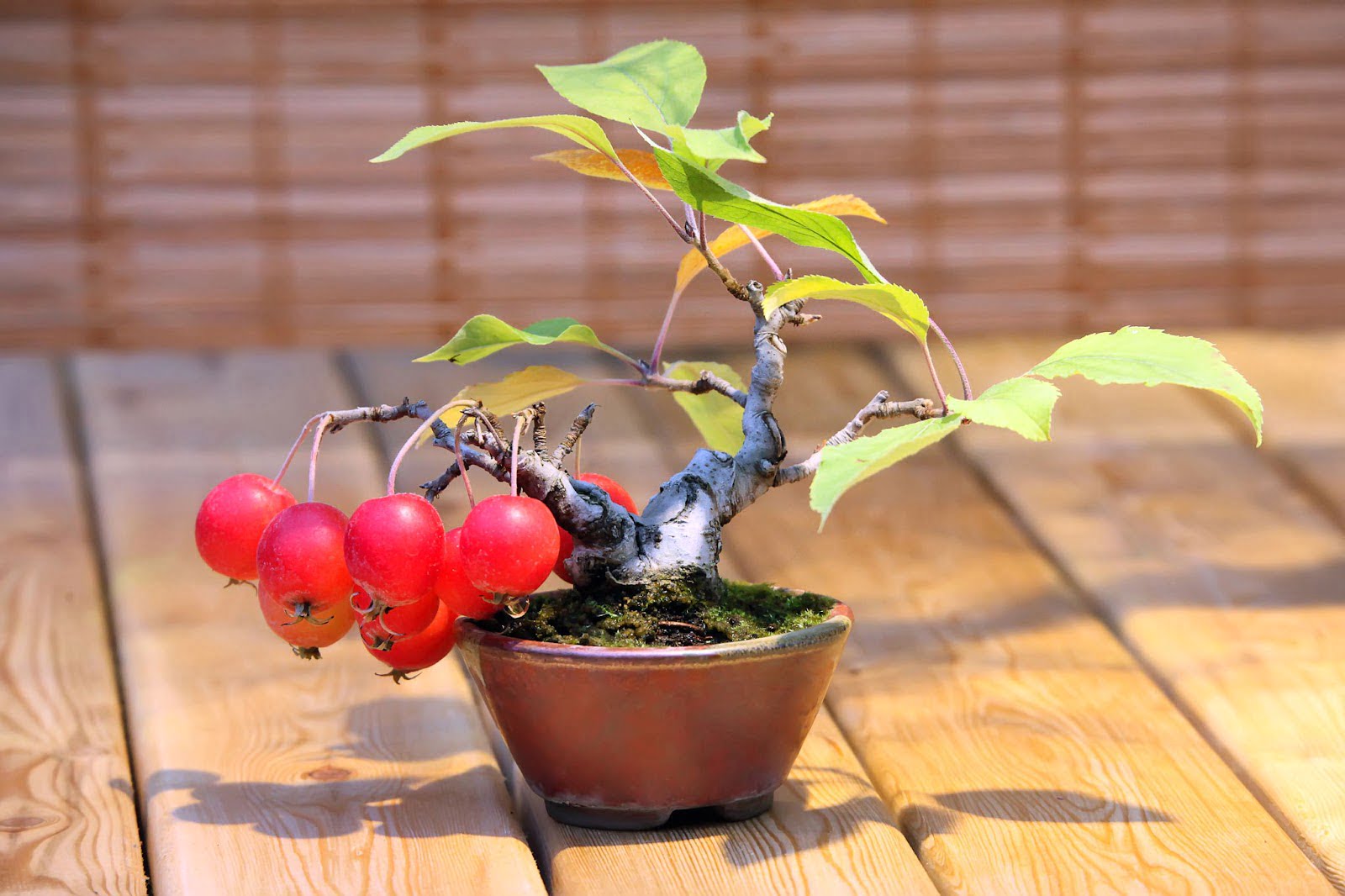 Bonsai Fruit Plants Online India