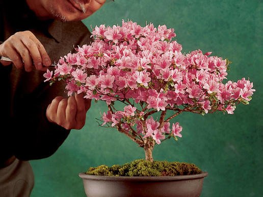 How to Care for Azalea Bonsai Plant (Rhododendron Indicum)