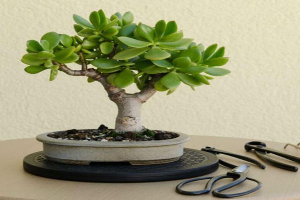 Succulent Bonsai Trees: Types, Care and How to Make