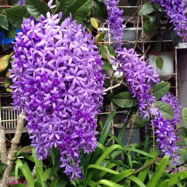 Purple Petrea Volubilis Plant