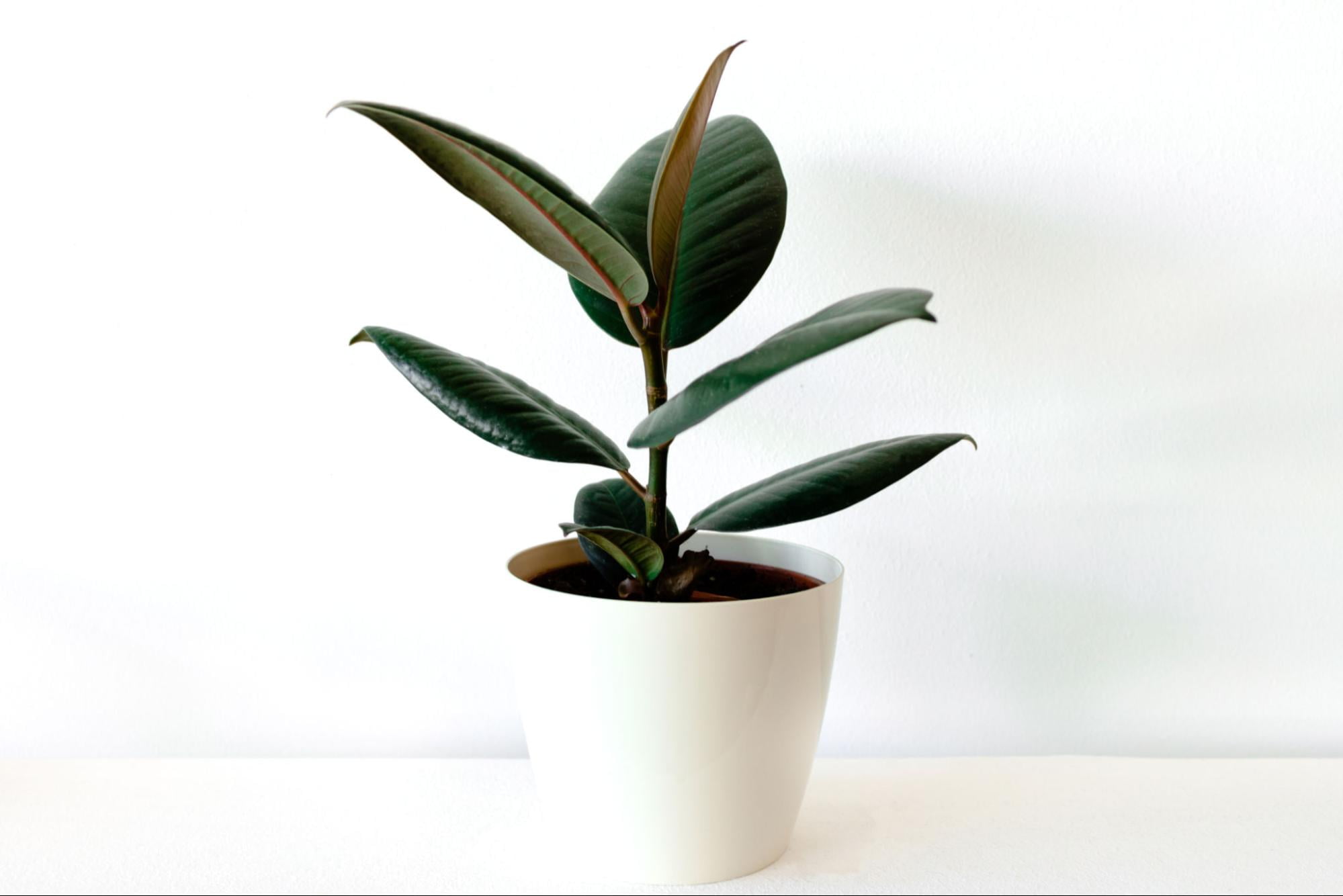 20+ Best Indoor Plants As Per Vastu