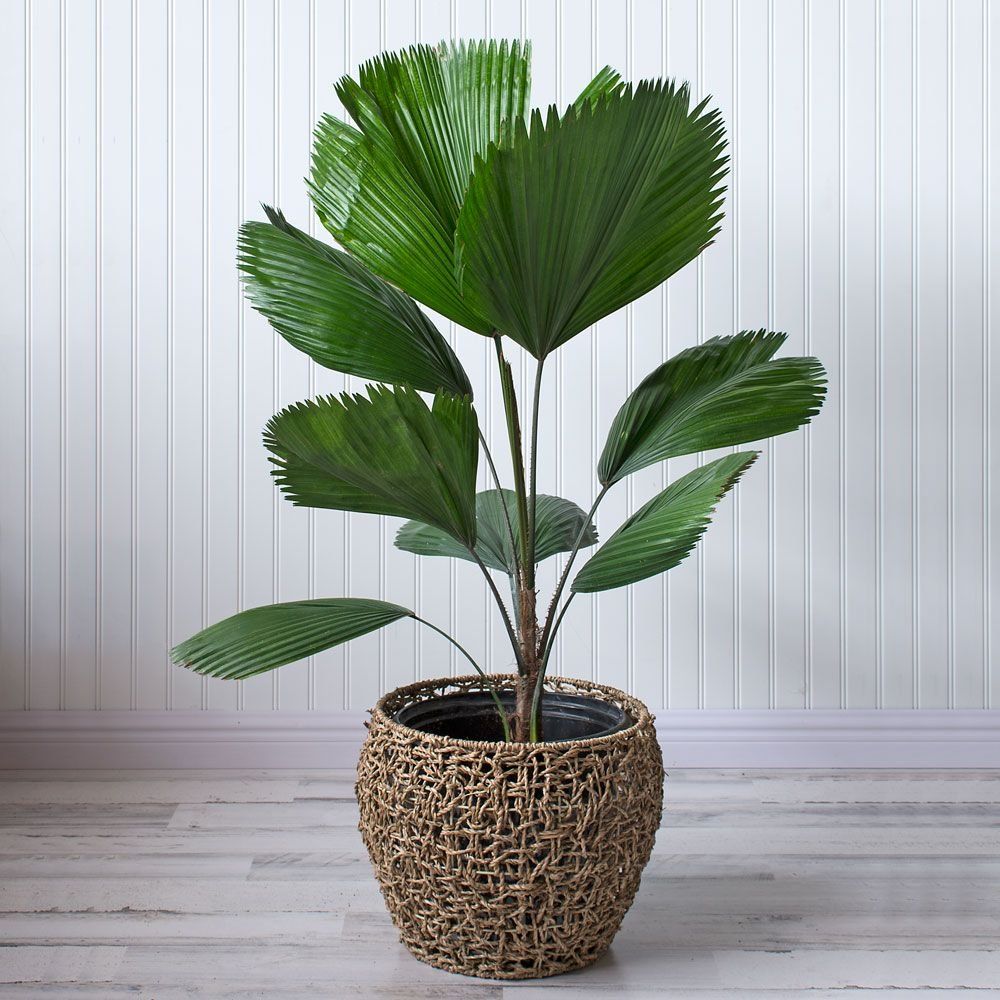 15 Best Big Leaf Indoor Plants