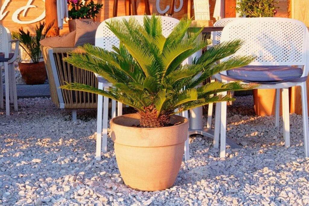 Bonsai Palm Tree: Everything you need to know