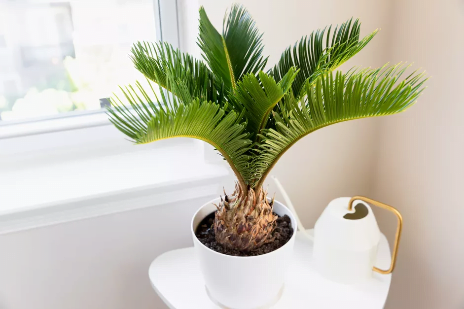 20 Types of Indoor Palm Plants | How to Grow and Care Plam Plants