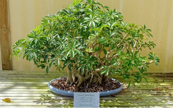 How to Make and Care Schefflera Bonsai