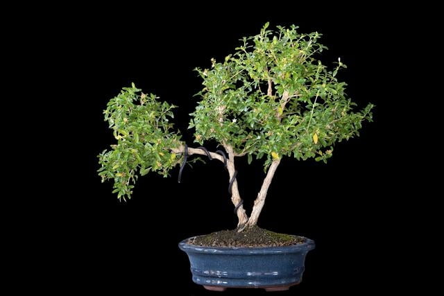 How to Care for Serissa Bonsai Tree (Serissa Foetida)