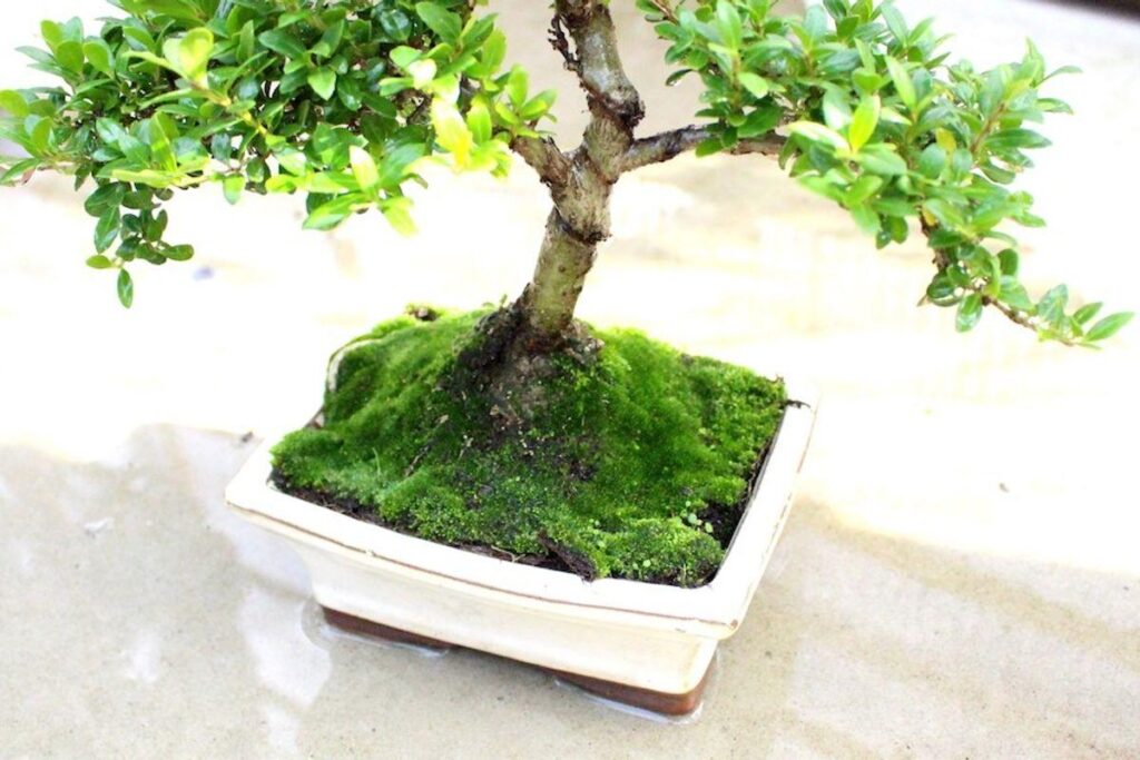 How to Grow and Care for Pine Bonsai Tree