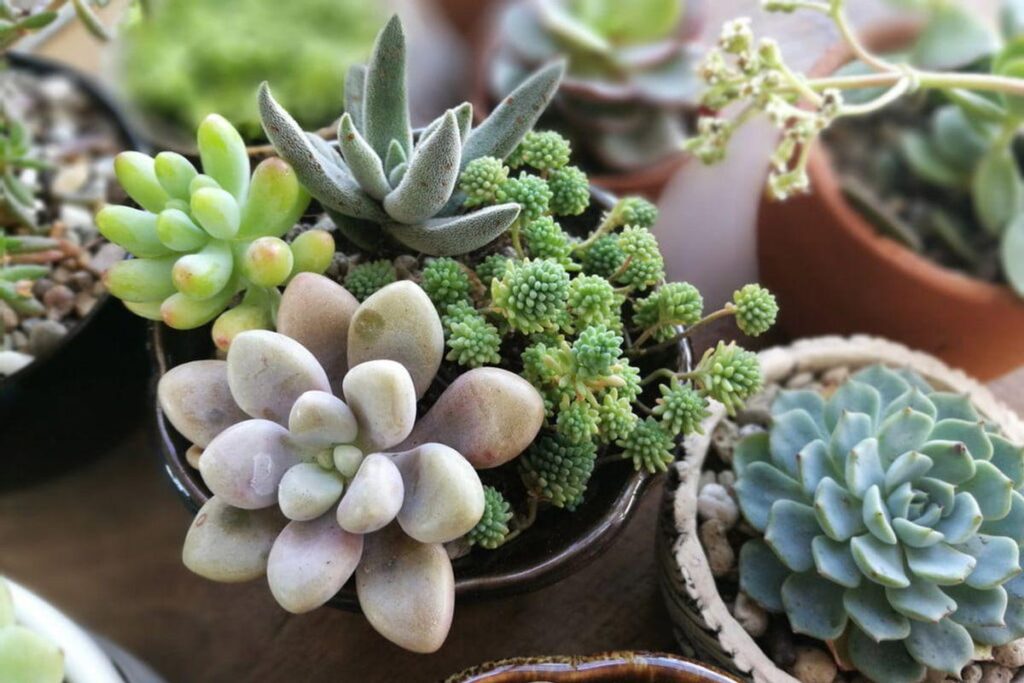 Succulent Bonsai Trees: Types, Care and How to Make