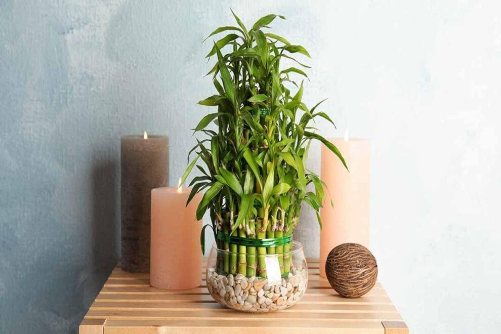 20+ Best Indoor Plants for Bedroom that Help you to Give the Best Sleep ...