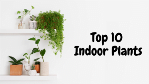 Top 10 Indoor Plants