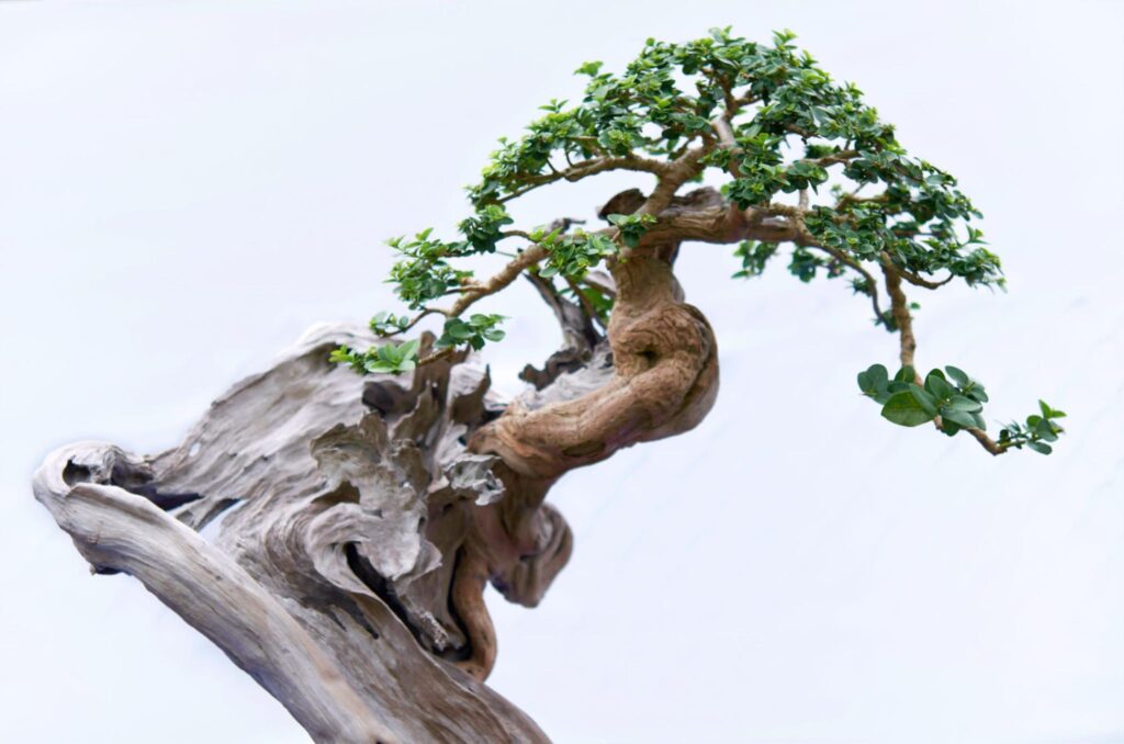 How to Care For Buttonwood Bonsai Tree (Conocarpus Erectus)