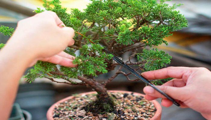 How To Care for Outdoor Bonsai Trees