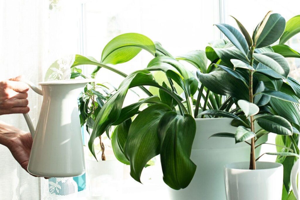 How to Take Care of Indoor Plants