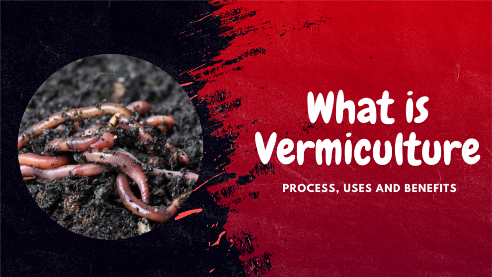 literature review of vermiculture