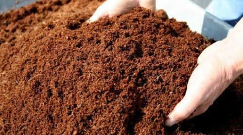 Peat Moss vs Coco Peat: What's the Difference?