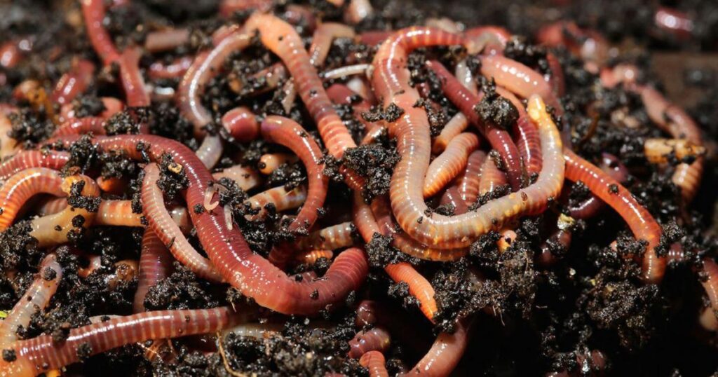 Top 13 Difference between Compost and Vermicompost