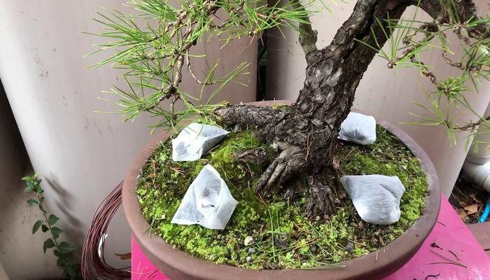 Beginner's Guide to Bonsai Tree Fertilizer
