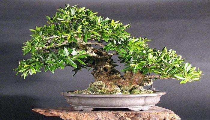 Beginner's Guide to Bonsai Tree Fertilizer