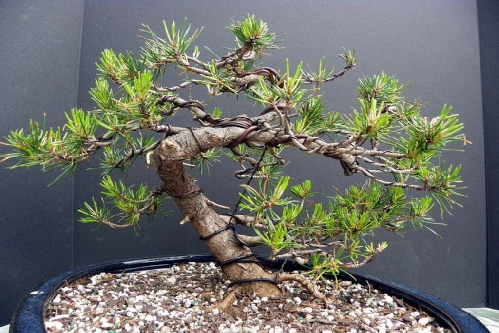 How to Grow and Care for Pine Bonsai Tree