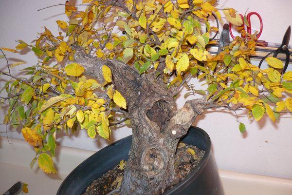 How to Revive a Bonsai Tree