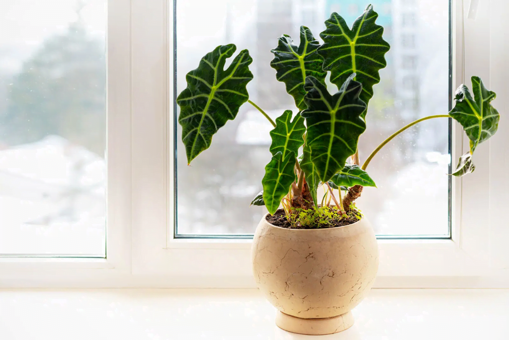 10 Cute Indoor Plants for Room and Office