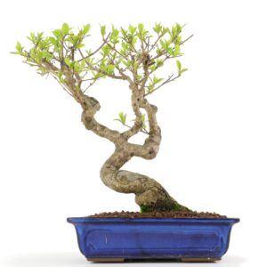 Indoor Bonsai Tree