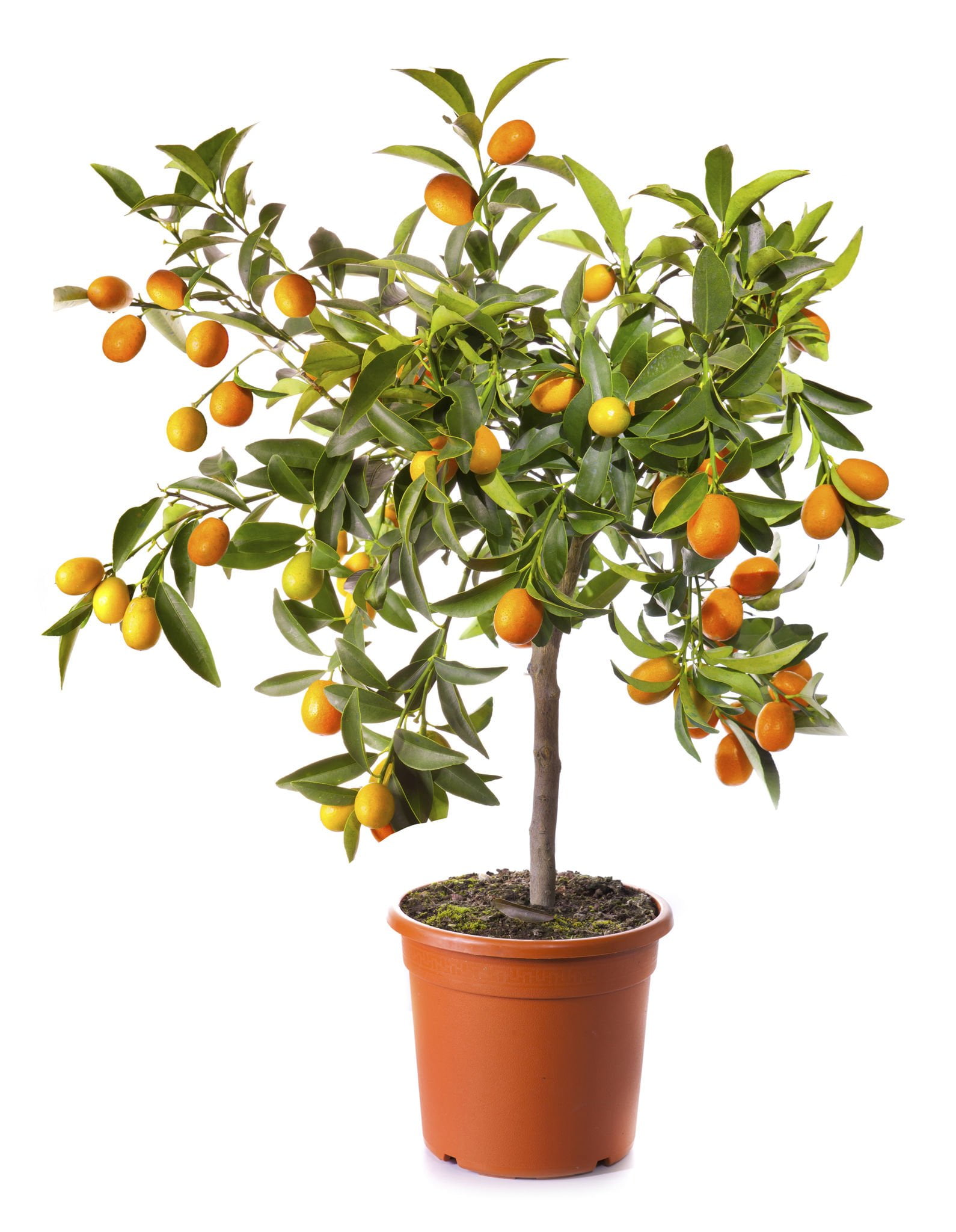 20+ Bonsai Fruit Tree Best Bonsai Fruit Plants