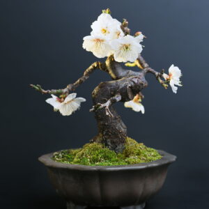 Flowering Bonsai Plants