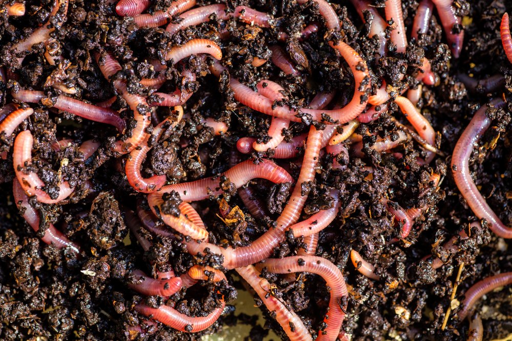 What is Vermiculture: Process, Uses and Benefits
