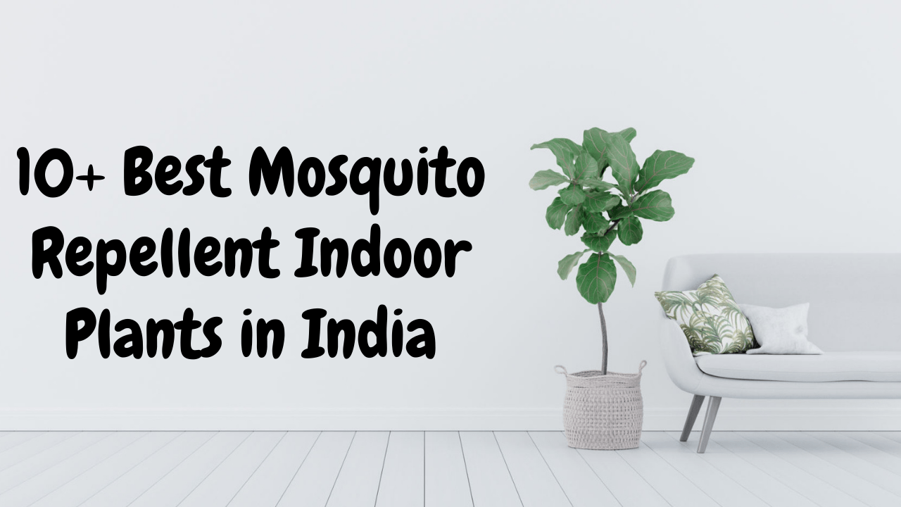 Mosquito Repellent Indoor Plants