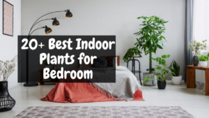 Indoor Plants for Bedroom