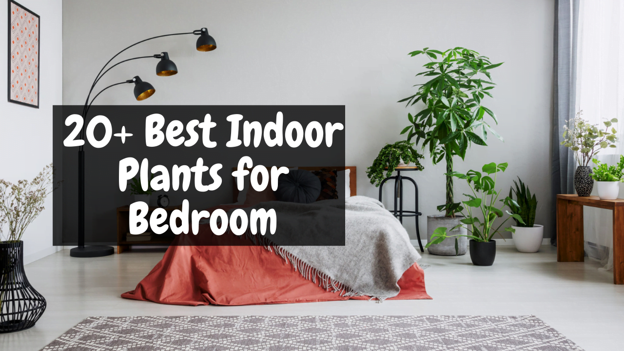 20+ Best Indoor Plants for Bedroom that Help you to Give the Best ...
