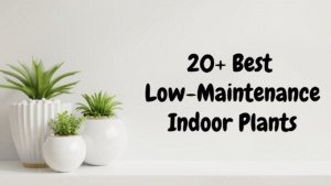 Low-Maintenance Indoor Plants