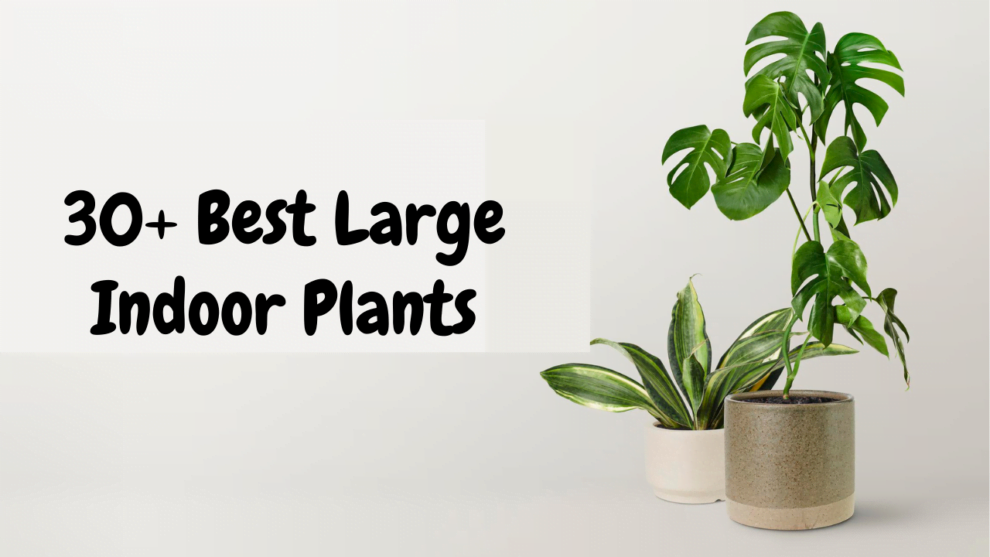 30 Best Large Indoor Plants