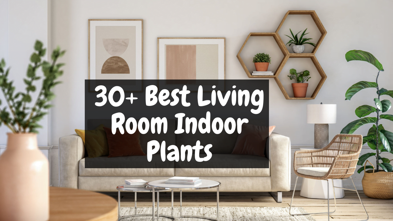Living Room Indoor Plants