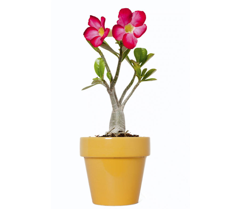 Adenium Arabicum Bonsai