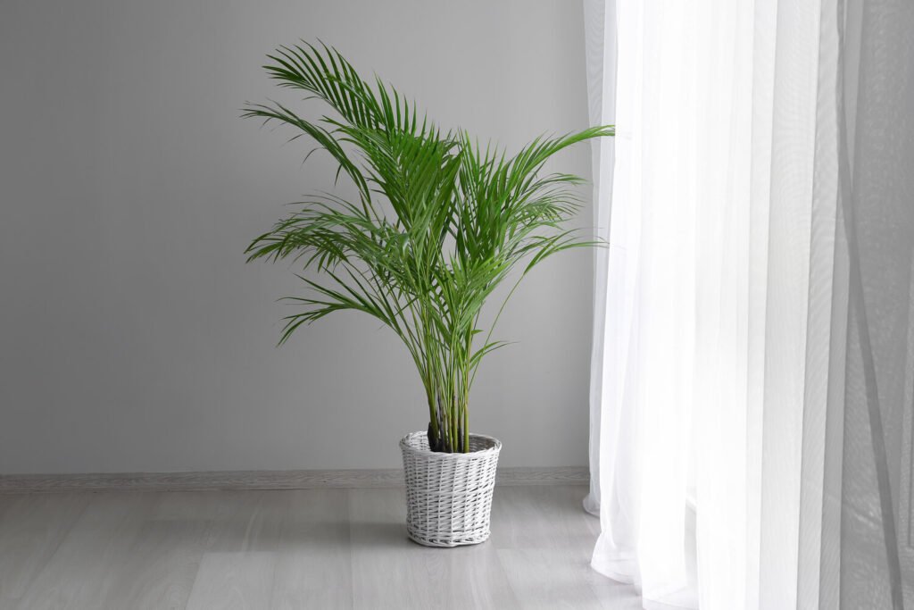 Decorative Areca palm in interior of room