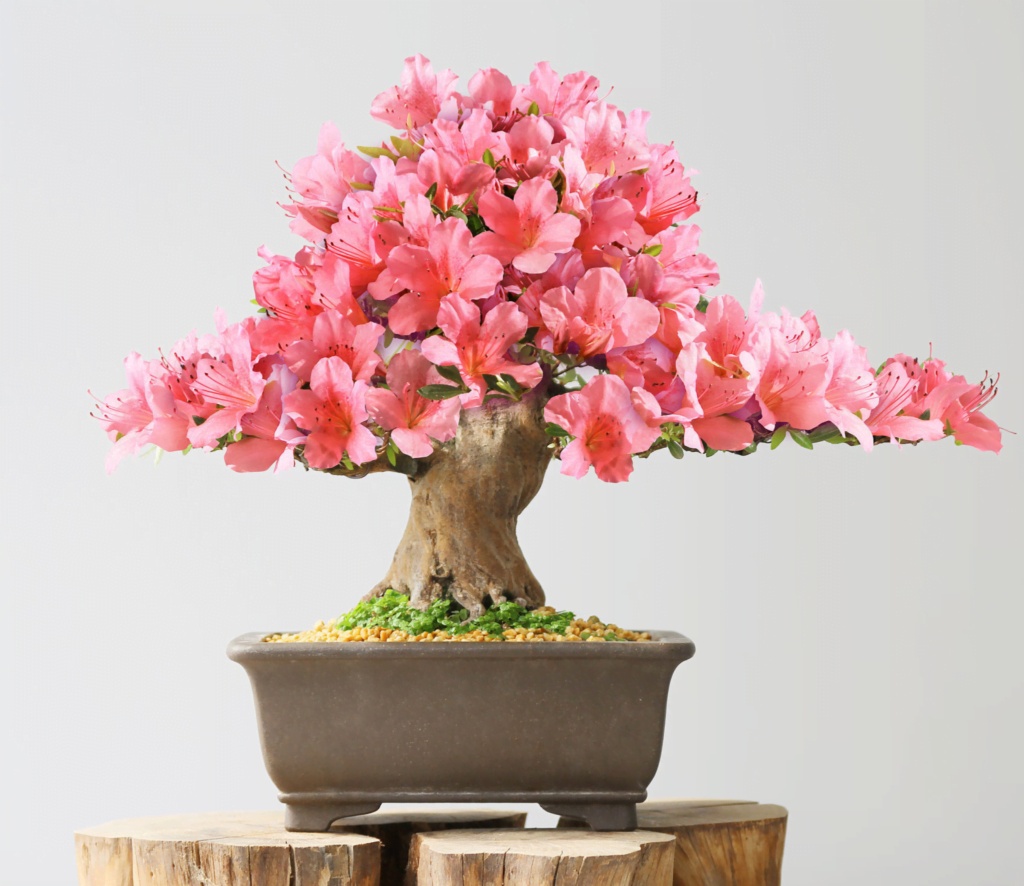 Azalea Bonsai