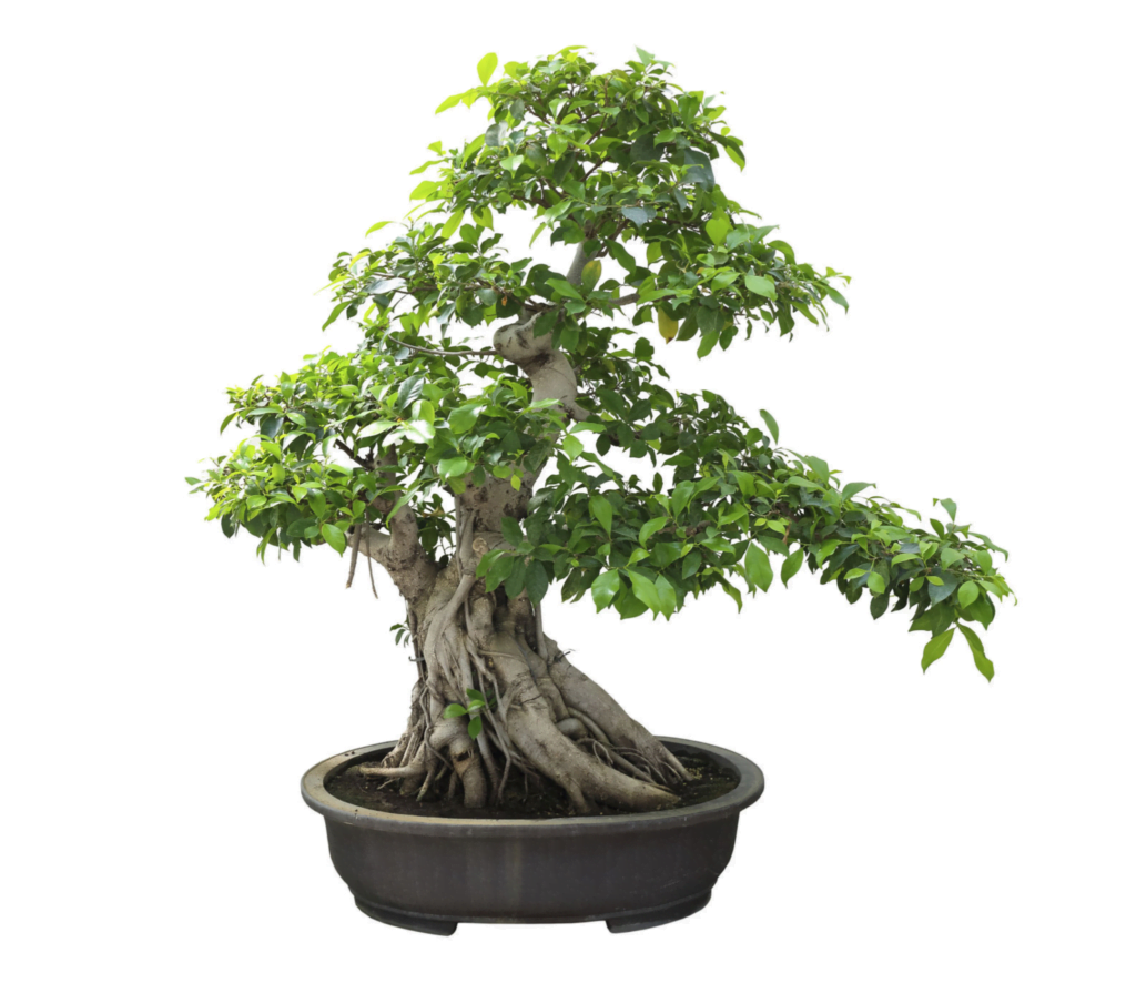 Banyan Tree Bonsai