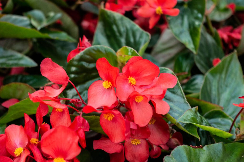 Best 15+ Indoor Flowering Plants that Do Not need Sunlight
