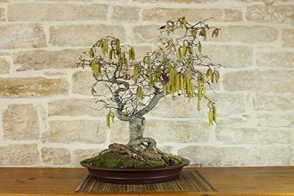 How to Revive an Overwatered Bonsai Tree