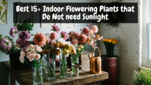 Best 15+ Indoor Flowering Plants that Do Not need Sunlight