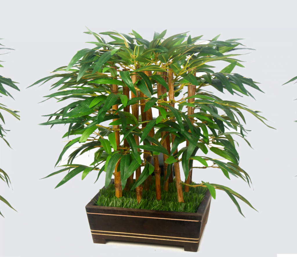Bonsai Bamboo Tree