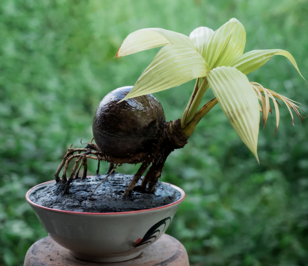 Bonsai Coconut Tree