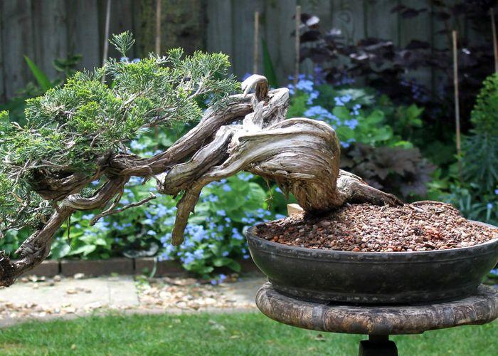 How to Create Deadwood on a Bonsai Tree