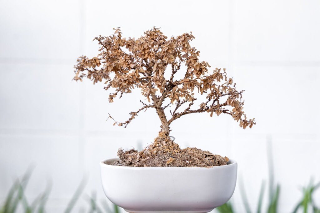 Why is My Bonsai Dropping Leaves?