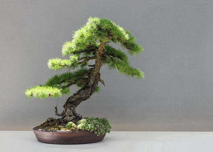 How to build a Bonsai Tree Trunk