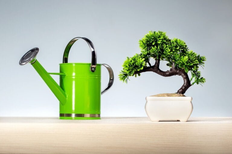 Bonsai Plant Benefits - 15 Reasons to Bring a Bonsai Tree Home